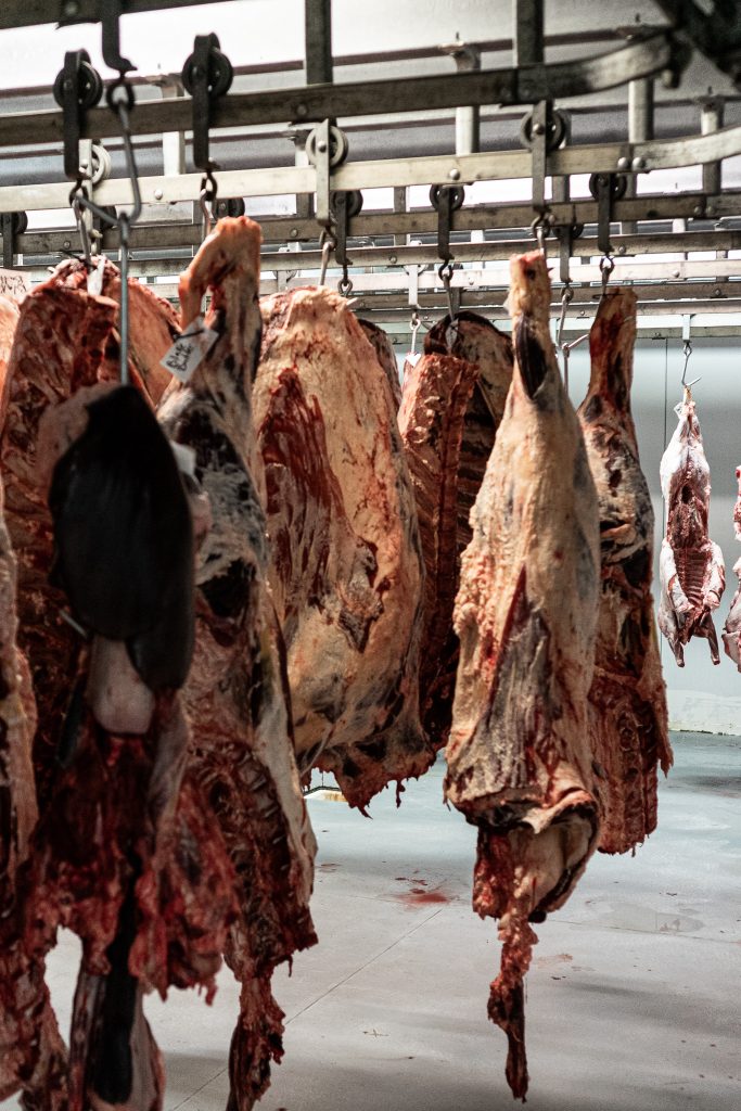 BEEF-11